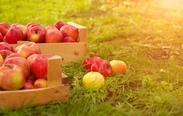 Zdjęcie Świeżo Zebranych Czerwone Jabłka Drewnianej Skrzyni Trawie Słońce Światło — Zdjęcie stockowe
