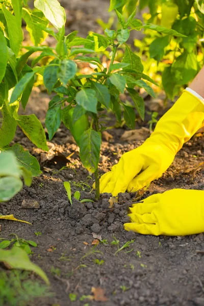 Hand in gloves planting new plant