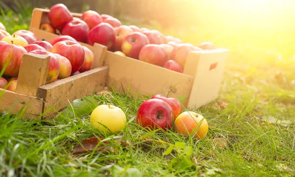 在木箱阳光光在草地上的照片新鲜采摘的红苹果 — 图库照片