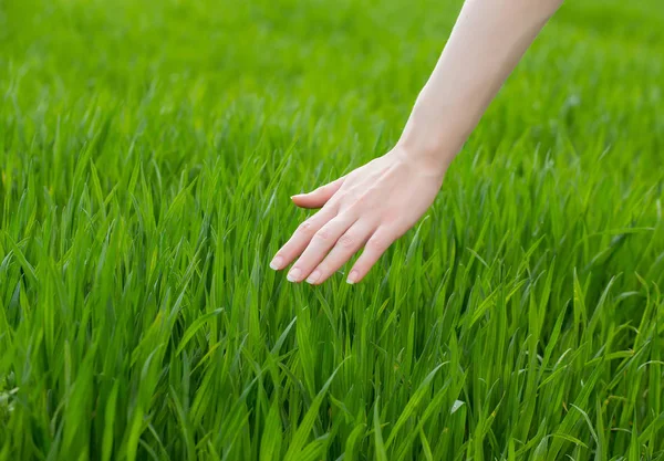 Hand touch grass Stock Photo by ©Taden1 2650576