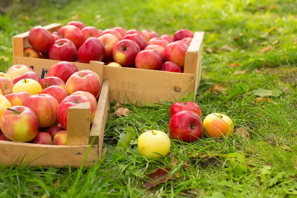 在木箱阳光光在草地上的照片新鲜采摘的红苹果 — 图库照片
