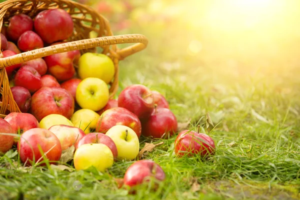 Υγιή Βιολογικά Μήλα Στο Καλάθι Πράσινο Γρασίδι Στον Ήλιο — Φωτογραφία Αρχείου