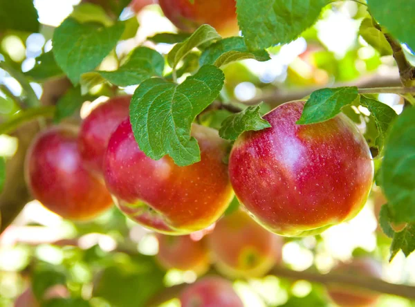 Red apples on apple tree branch