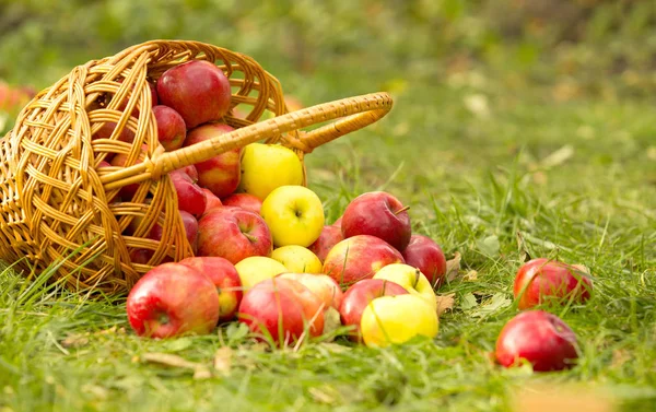 Zdravá Organická Jablka Koši Zelené Trávě Slunci — Stock fotografie