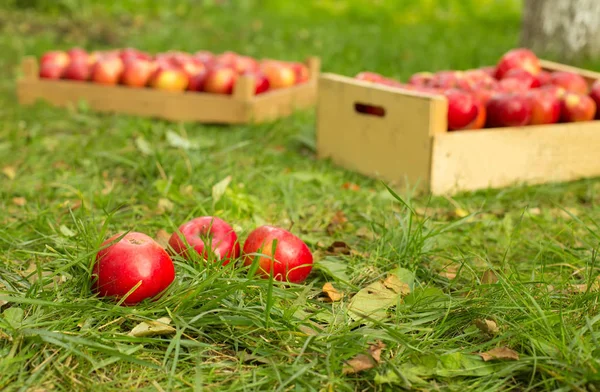 Φωτογραφία Φρεσκοκομμένα Κόκκινα Μήλα Ξύλινο Κιβώτιο Στο Γρασίδι Στο Φως — Φωτογραφία Αρχείου