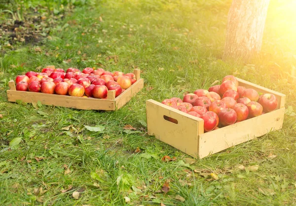 Zdjęcie Świeżo Zebranych Czerwone Jabłka Drewnianej Skrzyni Trawie Słońce Światło — Zdjęcie stockowe