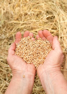 buğday tahıl, closeup tutan eller 
