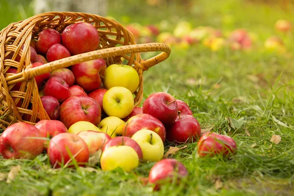 Pommes Biologiques Saines Dans Panier Sur Herbe Verte Soleil — Photo