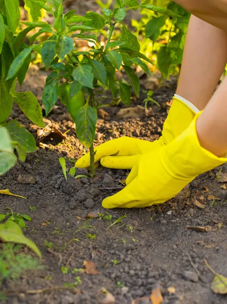 Hand Gloves Planting New Plant — Stock Photo, Image