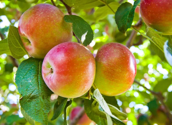 Elma dalında kırmızı elmalar