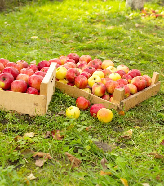 Photo Freshly Picked Red Apples Wooden Crate Grass Sunshine Light — Stock Photo, Image
