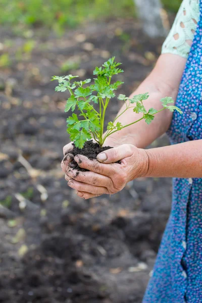Velha Mulher Segurando Jovem Planta Árvore Verde Mãos Contra Fundo — Fotografia de Stock