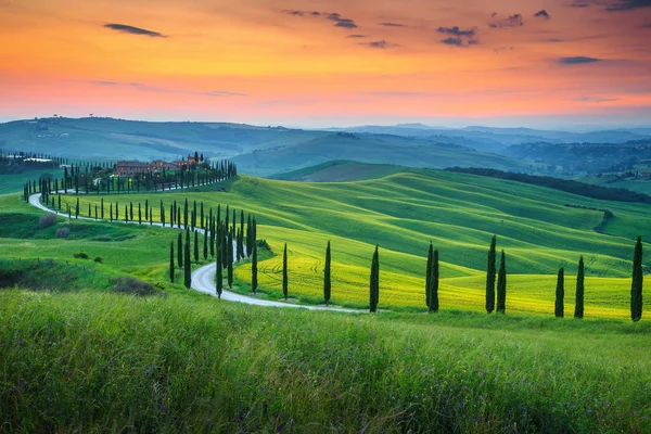 Magische Kleurrijke Zonsondergang Toscane Pittoreske Agrotoerisme Typische Gebogen Wegnaar Cypress — Stockfoto