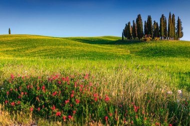 Tarım kırsal manzara, servi ağaçları ve Toskana Pienza, İtalya, Europe yakınındaki renkli bahar çiçekleri