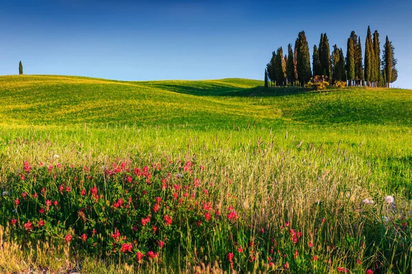 Landelijke Landschap Van Akkers Cipressen Kleurrijke Lentebloemen Toscane Buurt Van — Stockfoto