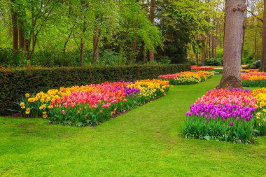 Güzel bahar manzara, Keukenhof Bahçe renkli taze laleler, bahar çiçekleri ve muhteşem çiçek yatak, Hollanda, Europe ile çarpıcı