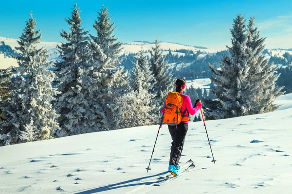 Passeio Esqui Alta Paisagem Alpina Com Pinheiros Nevados Aventura Atividades — Fotografia de Stock