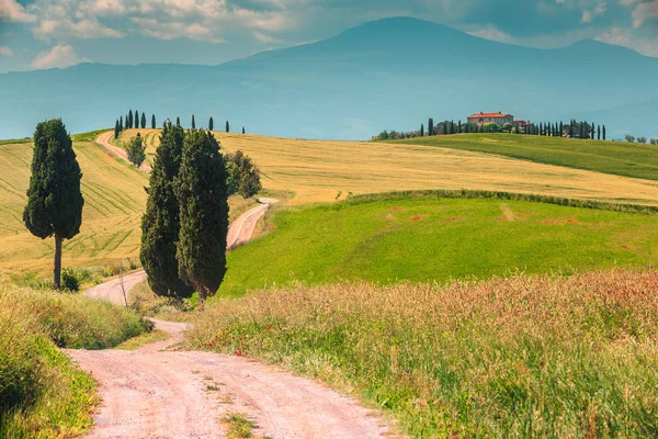 Mezőgazdasági Táj Toszkána Hagyományos Falusi Turizmus Jellegzetes Hajlított Road Cypress — Stock Fotó