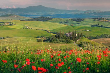 Muhteşem bahar Tuscany manzara, güzel alan kırmızı haşhaş ve tipik taş evin yakınına Siena turistik şehir, Pienza, Toskana, İtalya, Avrupa
