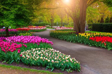 Güzel bahar manzara, muhteşem Keukenhof Bahçe çiçek taze laleler ve renkli bahar çiçekleri ile. Muhteşem bitkiler ve çiçekler Lisse, Hollanda, Avrupa'nın şaşırtıcı park