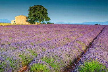 İnanılmaz mor lavanta alanları ve yakın Valensole Köyü, eski taş ev Provence bölgesini, Fransa, Europe