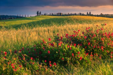 Harika bahar Tuscany manzara, selvi ve renkli bahar çiçekleri, Pienza, Toskana, İtalya, Europe ile tepede tipik çiftlik evi