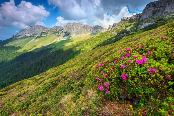 Verano Senderismo Hermoso Paisaje Verano Flores Montaña Rododendro Rosa Colores — Foto de Stock