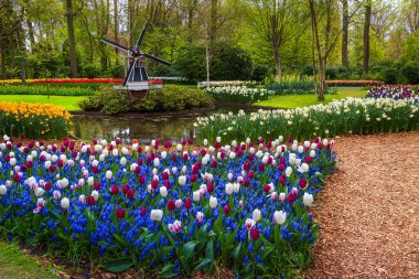 Ünlü turistik seyahat hedef, nefes kesen bahar manzara, muhteşem Keukenhof Bahçe renkli taze lale, çiçek ve arka plan, Hollanda, Avrupa'nın Hollanda Yeldeğirmeni