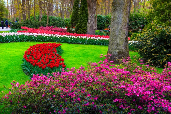 Güzel bahar bahçe peyzaj, muhteşem Keukenhof Bahçe çiçek açan laleler, açelya ve renkli bahar çiçekleri. Muhteşem bitkiler ve çiçekler Lisse, Hollanda, Avrupa'nın inanılmaz park
