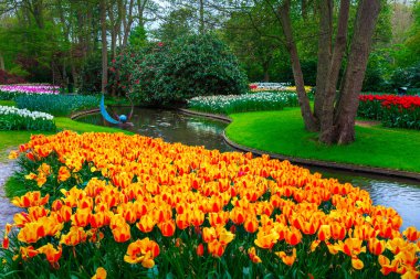 Ünlü gezi yer. Sihirli bahar manzara, muhteşem Keukenhof Bahçe renkli taze laleler, bahar çiçekleri ve arka plan, Hollanda, Avrupa'nın Gölü