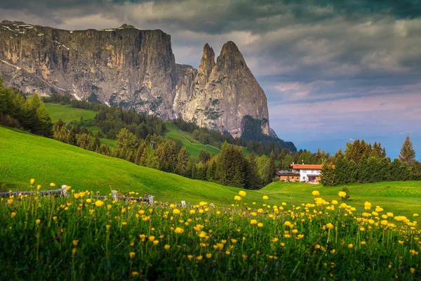 Альпе Сюзи Альпийская Горная Группа Заднем Плане Цветы Желтых Пионов — стоковое фото