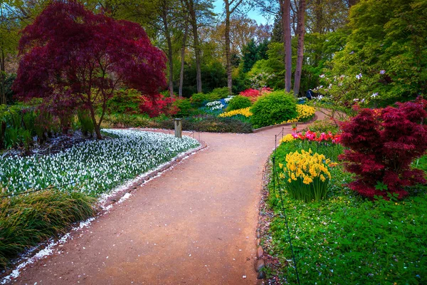 Потрясающий Весенний Пейзаж Сказочный Сад Keukenhof Цветущими Свежими Нарциссами Красочными — стоковое фото
