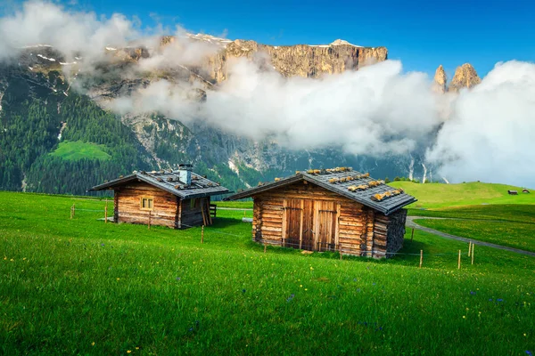 Seiser Alm Seiseralm Mit Sciliar Neblige Schlerngruppe Hintergrund Farbenfrohe Frühlingsblumen — Stockfoto