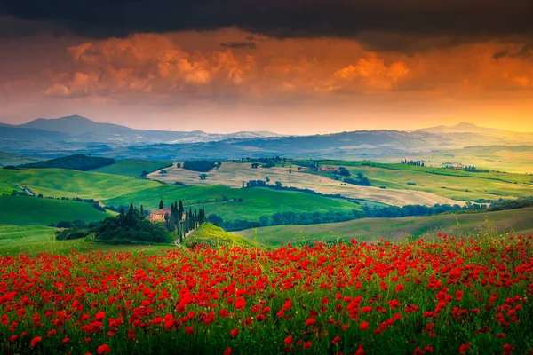 Magiczne Lato Tuscany Krajobrazu Przepiękne Widoki Pola Czerwone Maki Typowy — Zdjęcie stockowe