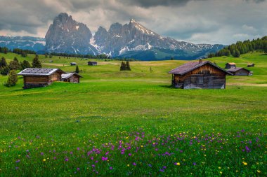 Alpe di Siusi - Seiser Alm ile Sassolungo - Langkofel dağ grubu içinde geçmiş. Renkli taze bahar çiçekleri ve ahşap chalets Dolomites, Trentino Alto Adige, South Tyrol, İtalya, Avrupa'nın