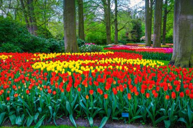 Muhteşem bahar manzara, Keukenhof Bahçe renkli taze laleler ve harika bahar çiçekleri, Hollanda, Europe ile çarpıcı