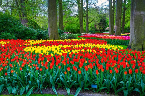 Magnífica Paisagem Primavera Deslumbrante Jardim Keukenhof Com Tulipas Frescas Coloridas — Fotografia de Stock