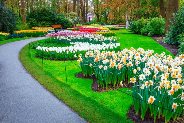 Muhteşem Bahar Manzara Fantastik Keukenhof Bahçe Çiçek Taze Nergis Renkli — Stok fotoğraf