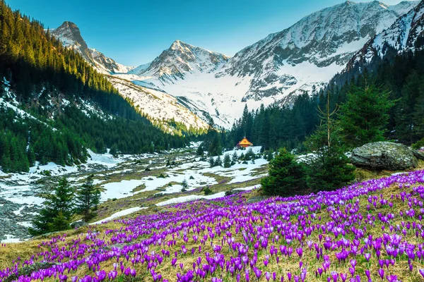 Admirable Alpine Spring Landscape Stunning Field Fresh Colorful Purple Crocus — Stock Photo, Image