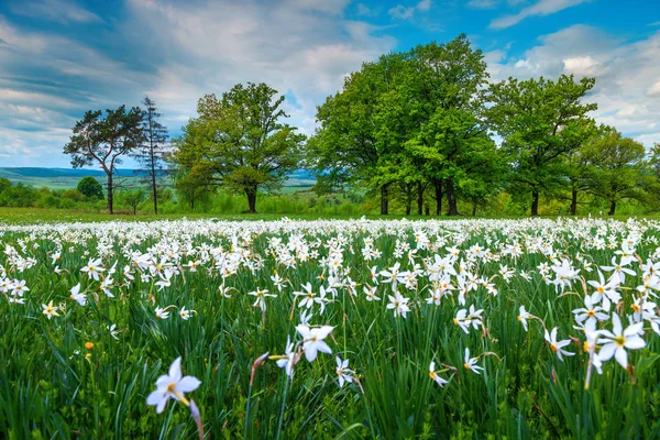 Восхитительное Весеннее Поле Белыми Нарциссами Прекрасный Облачный День Трансильванский Пейзаж — стоковое фото