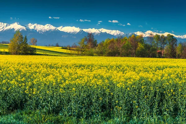 Bela Paisagem Primavera Campo Colza Admirável Com Majestosas Altas Montanhas — Fotografia de Stock