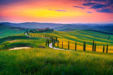 Muhteşem yaz renkli günbatımı manzara Toskana. Muhteşem çiçekli tahıl alanları ve Siena, Toskana, İtalya, Europe yakınındaki gün batımında selvi ile dolambaçlı yol