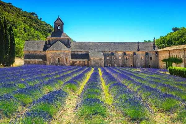 立派な旅行先 セナンク修道院ゴルド観光村 リュベロン プロヴァンス地方 フランス ヨーロッパの近くで美しい紫のラベンダー畑 — ストック写真