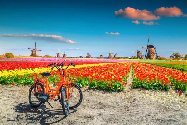 Magnifique Voyage Destination Touristique Spectaculaires Champs Tulipes Colorées Avec Vélos — Photo