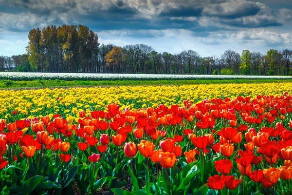 Wonderful Spring Landscape Dutch Flower Gardens Colorful Yellow Red Tulip — Stock Photo, Image
