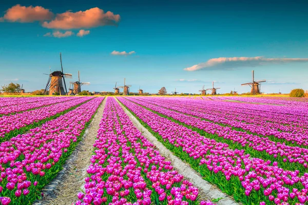 Beroemde Reis Toeristische Bestemming Majestueuze Kleurrijke Bollenvelden Met Traditionele Oude — Stockfoto