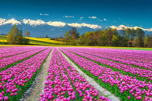 Spectacular Nature Landscape Concept Beautiful Pink Tulip Fields Yellow Rapeseed — Stock Photo, Image