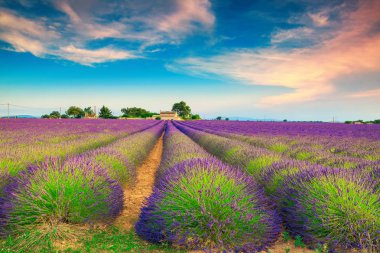 Yaz yatay, mor lavanta alanları Provence, Valensole, Fransa