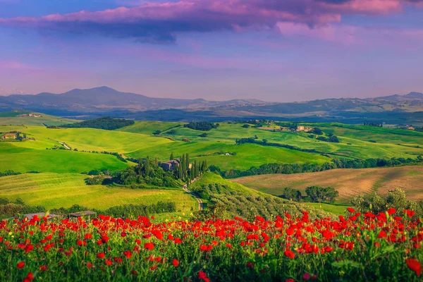 Csodálatos piros Pipacsok virág a réteken, Toszkánában, Pienza, Olaszország — Stock Fotó