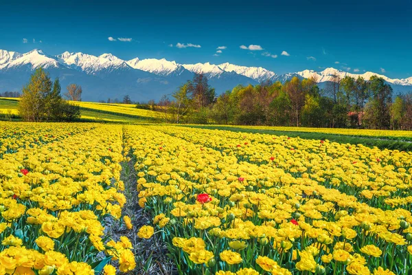 Yellow tulip field and high snowy mountains, Carpathians, Transylvania, Romania — Stock Photo, Image